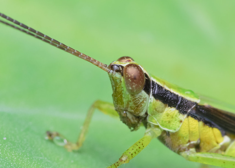 [IMGP0382-pp] Grasshopper