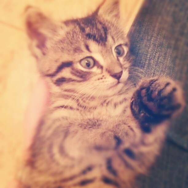 Meet Bella. My dirty 30 birthday pressie.. She's too cute. Even for non cat lover like myself.