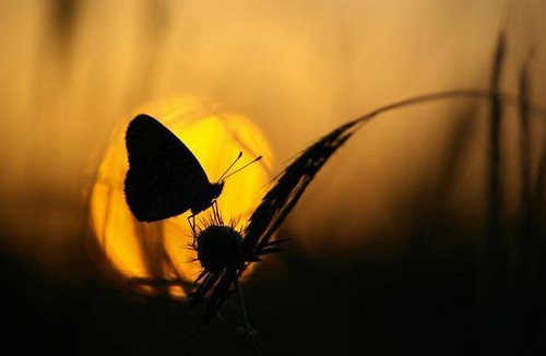 sunset-butterfly