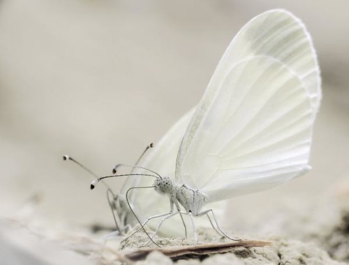 fairy-like-butterfly
