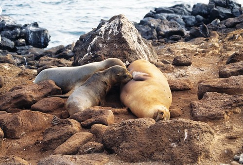 sea lions, Galapagos (by: Derek Keats, creative commons)