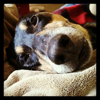 Lazy Sunday Morning #dogs #hound #mutt #rescue #adoptdontshop #happydog #dogstagram