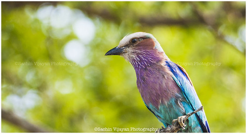 Lilac-breasted Roller by sachinvijayan
