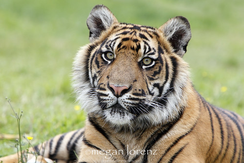 Sumatran Stare by Megan Lorenz