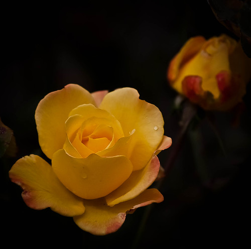 Winter rose by Gryffngurl