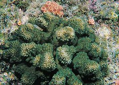 加州灣的鹿角珊瑚(Dan Gotshall攝，AIMS提供)