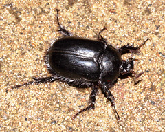 Beetles: Pleocomidae