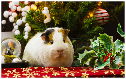 Christmas Guinea pig by mssphotography