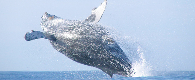 32 LIST Whale Watching