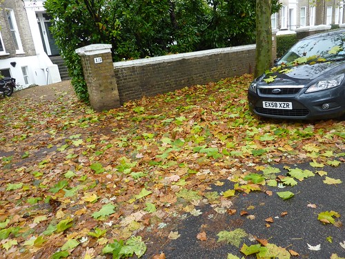 Leaves on my street width=