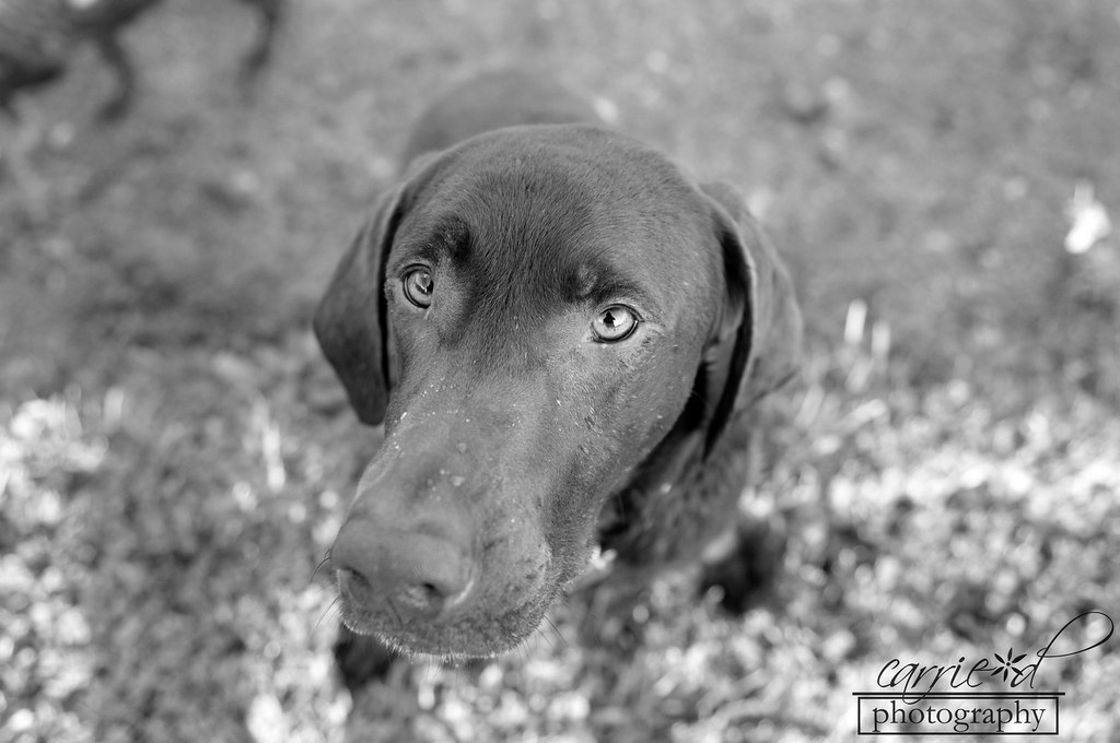 Maryland Pet Photographer - Maryland Dog Photographer - Pet Photography - Natural light Pet Photography - April 10-19-2012 (218 of 412)
