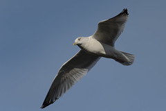 Gull_46957.jpg by Mully410 * Images