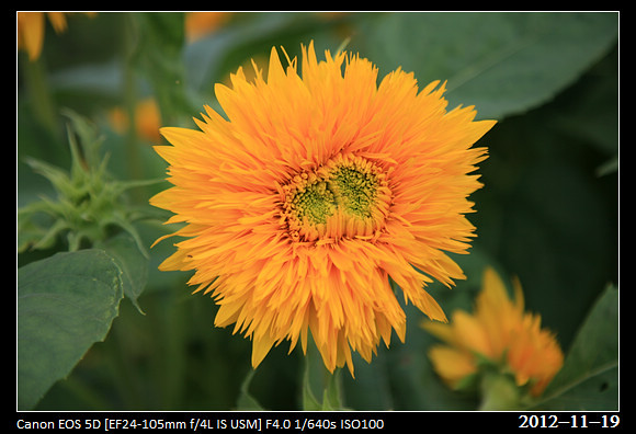 20121119_Flower52