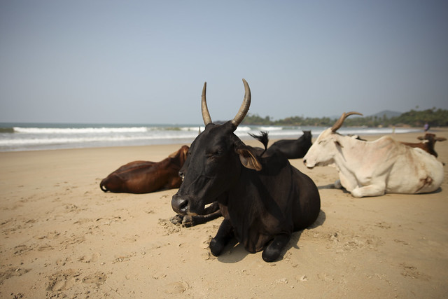 Holy cows on the beach in Goa