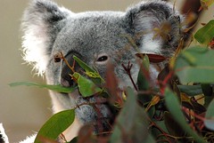  Phascolarctidae - Koala