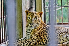 Dehiwela Zoo