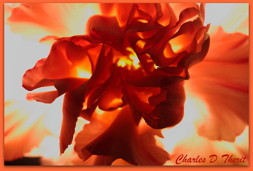 Red Flower Fire
