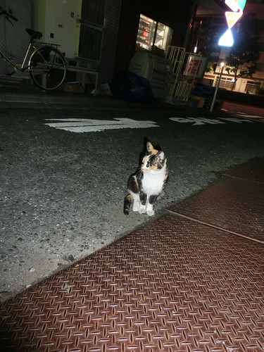 野ネコ（新宿区)