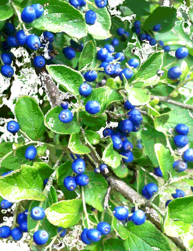 Snow on Sapphire Berries (Digitally Modified Photo) by randubnick