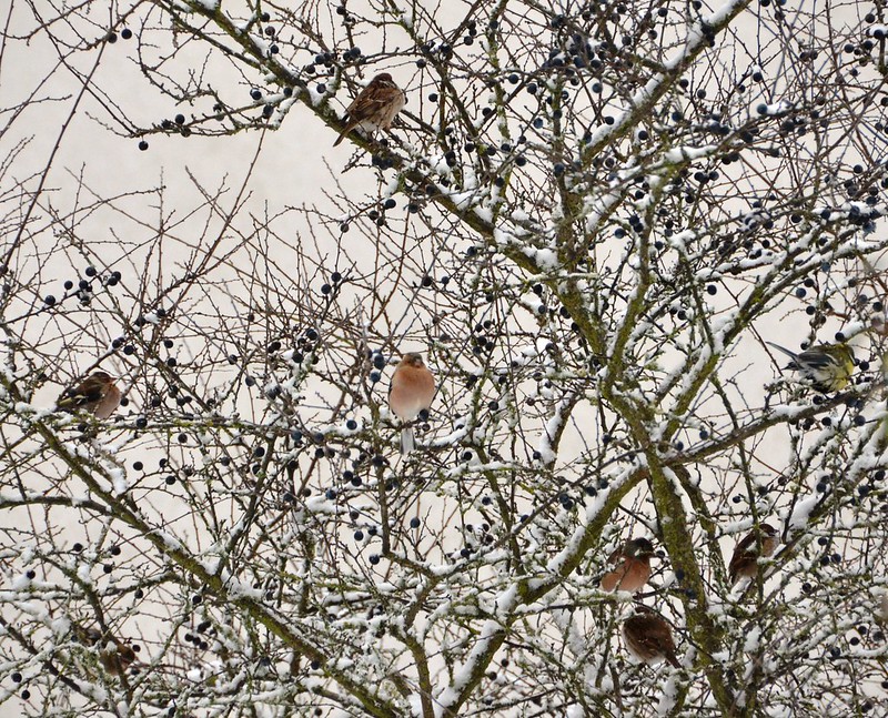 Chaffinch collection