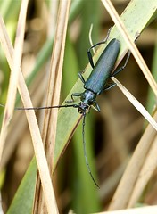 Longhorn Beetles -Cerambycidae