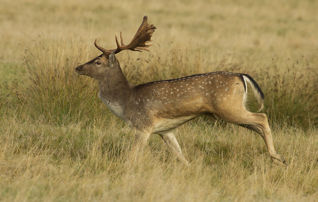 fallow deer buck 2