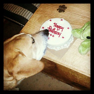 Cake time! Sophie's 6th #birthday #dogs #adoptdontshop #rescue #love