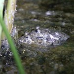 豐濱水梯田上的生物：澤蛙。（圖片來源：林務局）