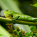 Garden Lizard (Katussa in Sinhala)