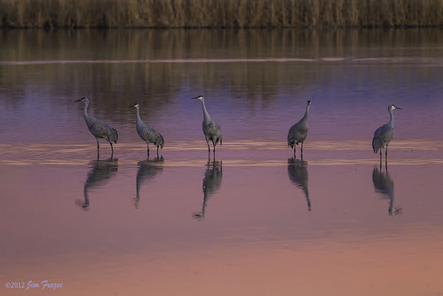 Wading, Waiting, and Watching - Bosque del Apache by SARhounds