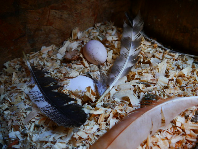 fresh eggs in a nest surrounded by feathers