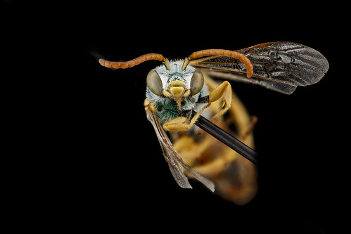 Agapostemon angelicus, M, face, Pennington County, SD_2012-11-13-10.39.30 ZS PMax