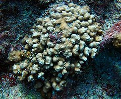 加拉巴哥群島馬切納島的蕈珊瑚Psammocora stellata（照片提供：蘇爾坦海洋生物基金會）