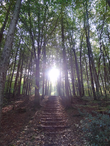 Autumn light in Minwear Woods: Sunlit  staircase