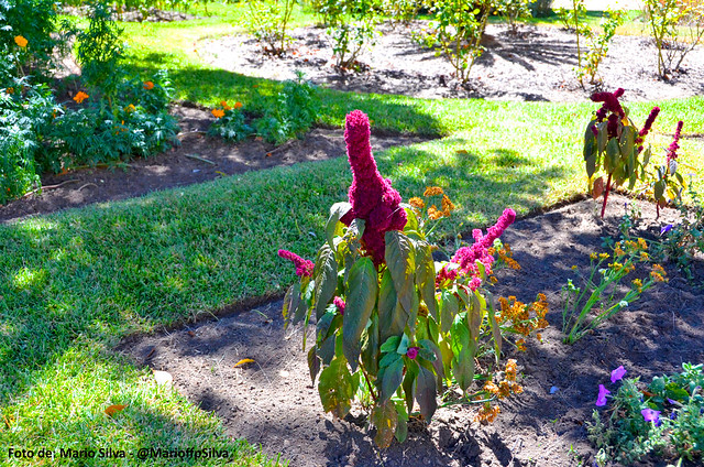 Imagem Flores num jardim de Montemor o Novo II