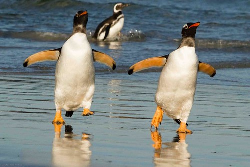 pair of gentoo penguins by Derek Pettersson