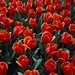 Bed of Red Tulips