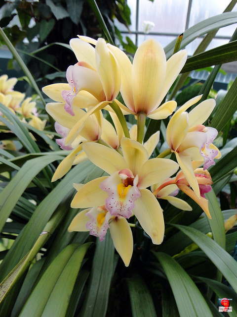 Orchids - Cymbidium Evening Star 'Pastel Princess' - Orchidaceae SC20121208 035
