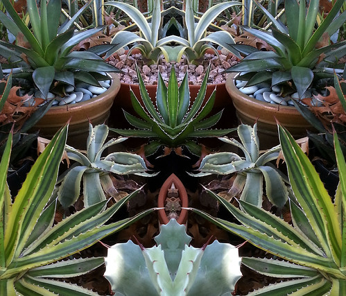 Agaves Gone Android #2 ~ Samsung Galaxy SIII (S3) by stevetoearth