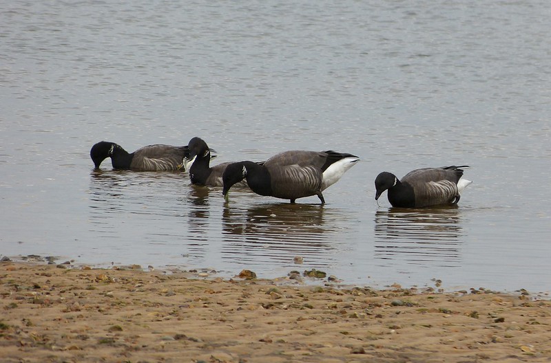 28985 - Brent Geese, Wells-next-the-Sea