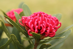 Waratah and Others
