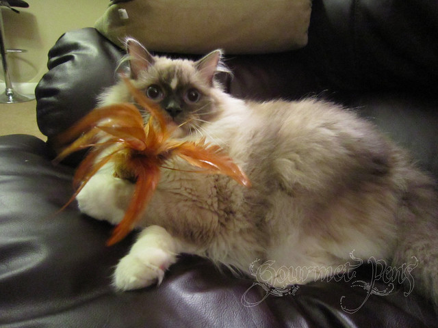 Tyco the Ragdoll Playing with Feathery Toy