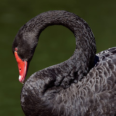 Black Swan / Cygne Noir