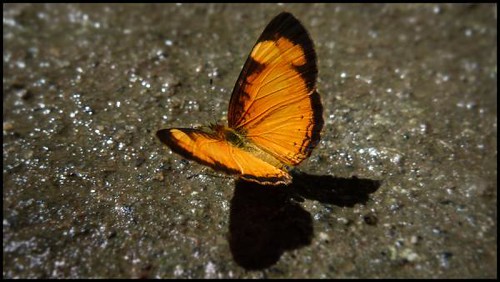 yellow-lined-butterfly