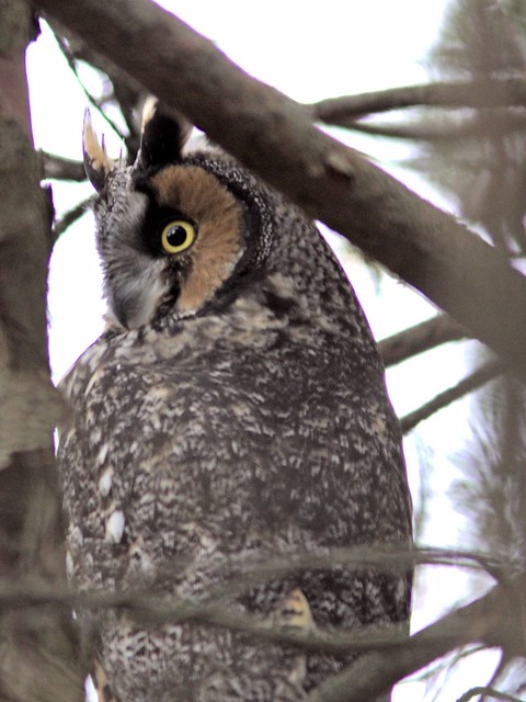 Long-eared Owl COREL 3-20121103