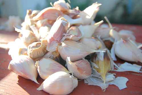 day 3052: preparing seed garlic for a slightly smaller, small mountain of garlic. II.