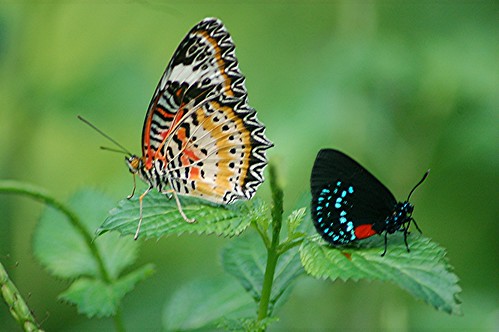 A rare combination! Two colorful butterflies sit together on a Porterweed... a Leopard Lace Wing and an iridescent blue Atala! by jungle mama