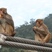 Rishikesh monkeys