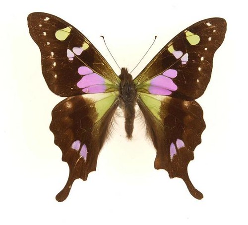 purple-spotted-swallowtail.img_assist_custom-600x543