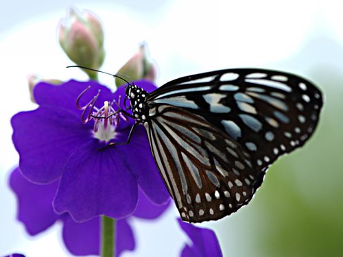 butterfly-on-a-purple-flower
